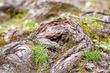 Colony of Oncopeltus fasciatus or Large milkweed bugs on tree root in the forest. Selective focus or shallow depth of field, vivid colors