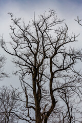 Single leafless tree in the winter reaching for the sky. Beautiful force of Mother Nature. Moody dark sky.