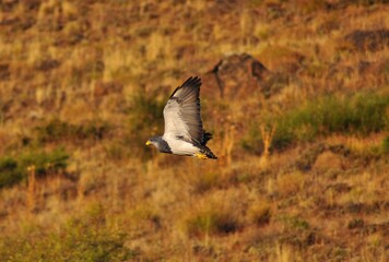 common buzzard in flight