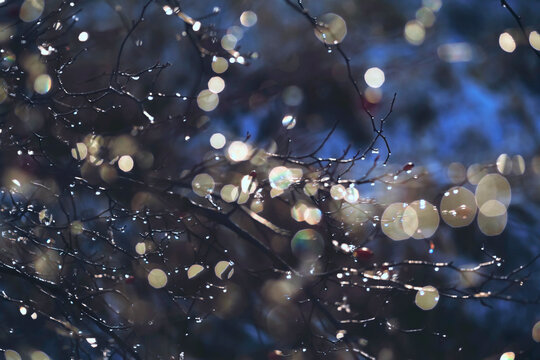 Melting ice on bare tree branches