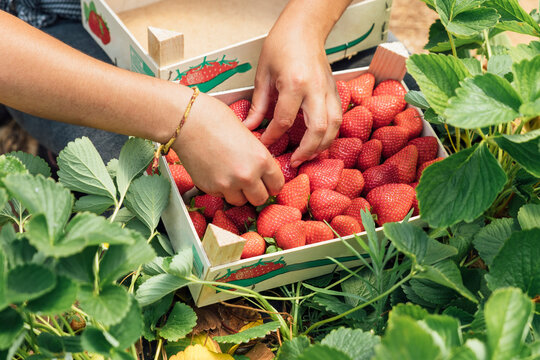 Hands of farmer placing fresh strawberries in wooden box on plant at farm