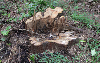 Naklejka na ściany i meble Root of a large cut down tree