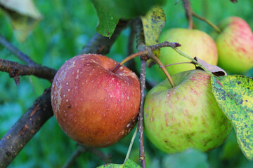 two apples side by side where one is rotten