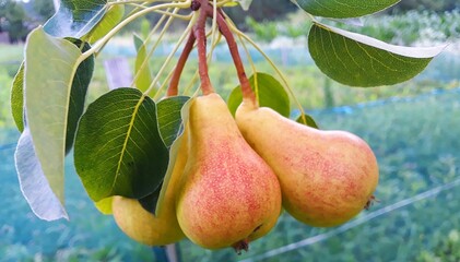 ripe pears on the branch before harvesting