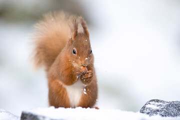 Red squirrel eating hazelnut while sitting on snow, Scotland