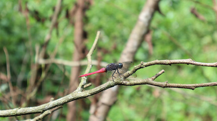 Side view of a red dragonfly on a dry tree branch