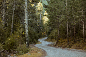 Spain, Pyrenees, Winding mountain road through forest