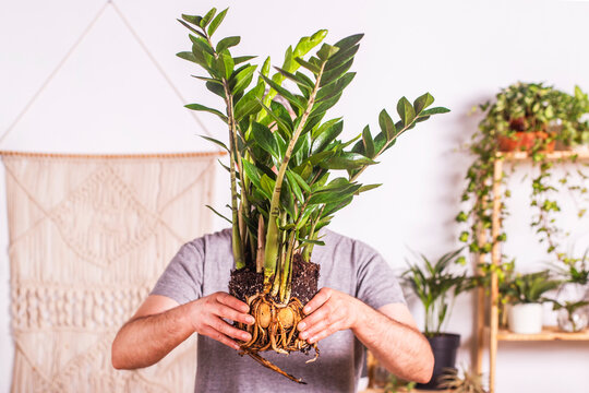 Mature man showing root of Zamioculcas Zamiifolia plant while standing at home