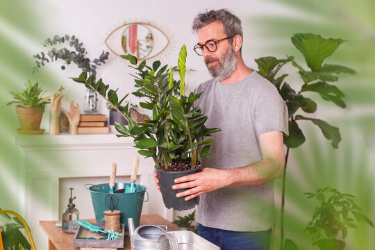 Man examining Zamioculcas Zamiifolia flower pot while working at home
