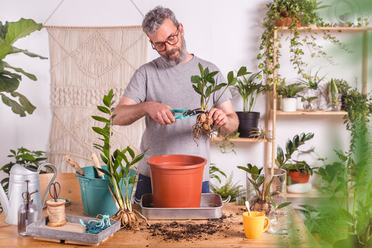 Mature man cutting roots of Zamioculcas Zamiifolia plant with pruning shears while standing at home