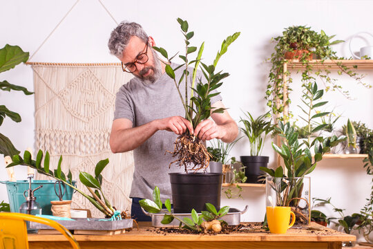 Mature man planting Zamioculcas Zamiifolia plant in flower pot while standing at home