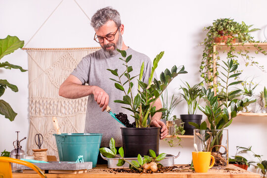Man using trowel while potting Zamioculcas Zamiifolia plant in flower pot while standing at home