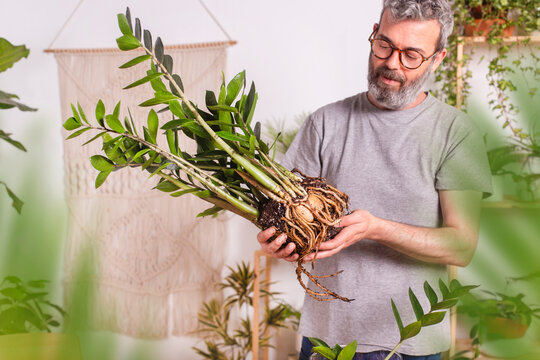 Mature man examining roots of Zamioculcas Zamiifolia plant while standing at home