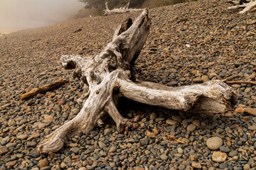 Ecola State Park Rocky Beach Fog and Driftwood