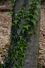 Tree in an urban park