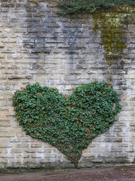 Fototapeta Ivy growing in heart shape on gray brick wall