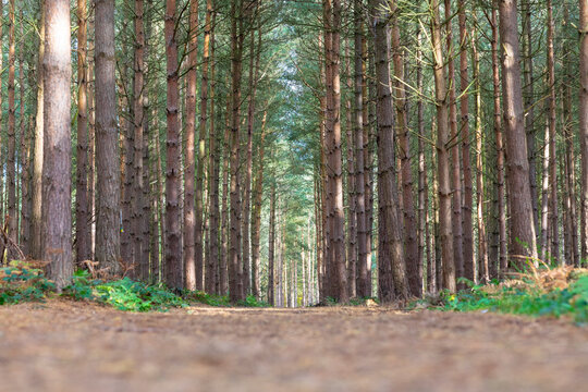 Surface level of dirt road amidst trees growing in forest, Cannock Chase, UK