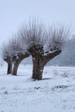 Pollarded willow trees in winter