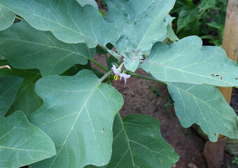 Overhead view of the leaves of an eggplant tree and one purple flower