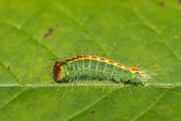 Cherry Dagger Caterpillar (Acronicta hasta)