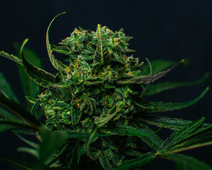 Texture from cannabis plant, in a marihuana indoor cultivation. 