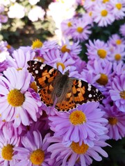 Chrysanthemum flowers and butterfly close up