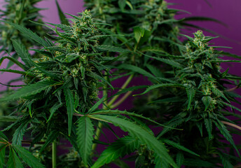 Texture from cannabis plant, in a marihuana indoor cultivation. 