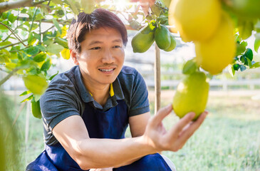 Portrait of happy farmer owner asian man work on picking ripe lemans in cultivating spring season. Ripe Lemons hanging on tree. Growing Lemon agriculture organic vegan farm (blur)