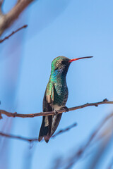 a beautiful hummingbird in Tucson Arizona