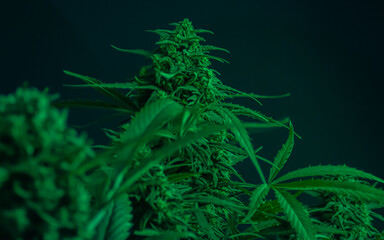 Texture from cannabis plant, in a marihuana indoor cultivation. 