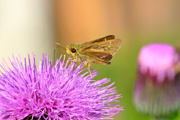 ノアザミの花蜜を吸うイチモンジセセリ