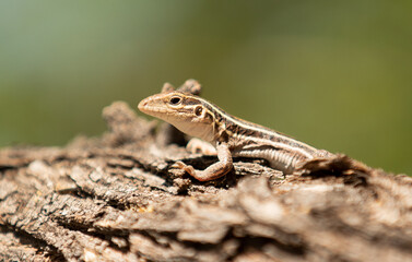 A striped lizard sitting on a mesquite branch