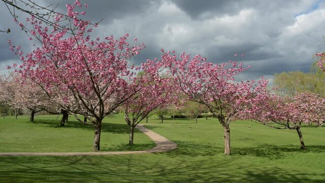 Fully blooming cherry blossoms in the public park