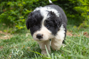 Fototapeta premium a cute black and white puppy in green grass
