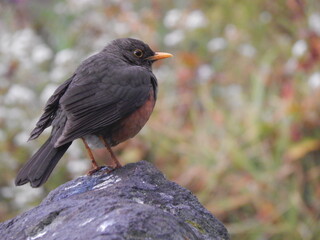 Bird on the stone