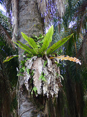 Bird's-nest fern or locally known as paku langsuyar on the trunk of a palm tree. Selective focus points. Blurred background 