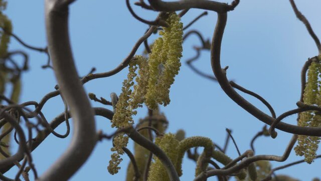 A hazel tree with alternately arranged trees hanging from branches.