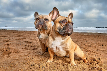 Two French Bulldogs standing on a vibrant beach looking in opposite directions.