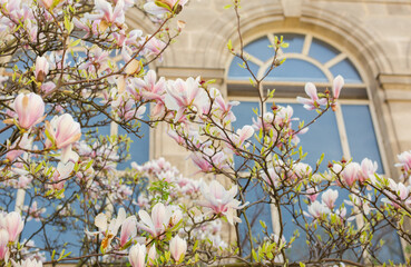 A magnolia tree in bloom in front of a Parisian building