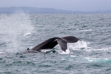 Humpback Whale Fluke