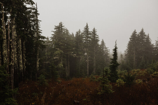 Various trees on a foggy hike on Vancouver Island