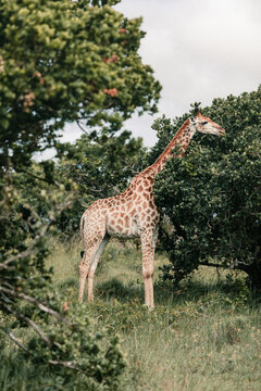 A giraffe standing among the trees in a national park