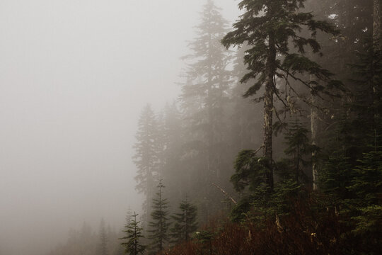 Scenes of tall trees among the fog on the west coast