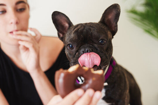 Donut for puppy