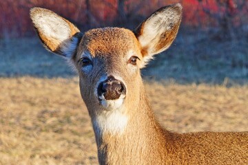 Wild deer on the side of the road in the Sandy Hook Gateway National Recreation Area park in New Jersey, United States