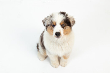 12 week old Blue Merle Australian Shepherd puppy on white background