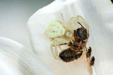 Large white spider crab hunts