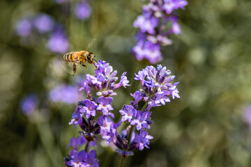 bee drinks nectar from purple flowers