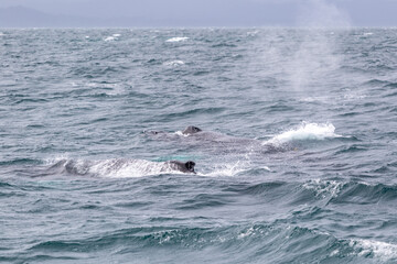 Fototapeta premium surfing the waves