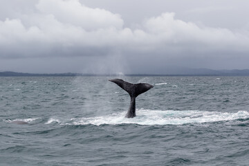 Fototapeta premium humpback whale in the sea